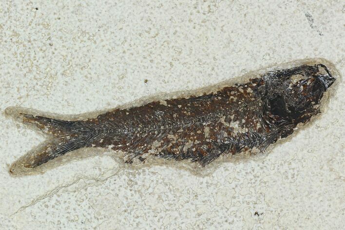 Fossil Fish (Knightia) - Green River Formation #129787